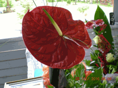 Nyugdíjas búcsúztató 2016.- Orcsikné Erzsike 